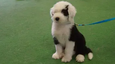 pup